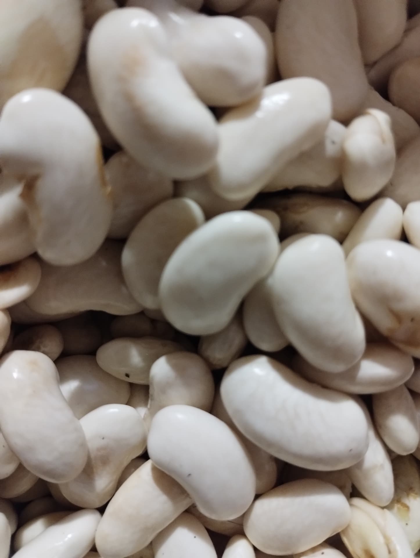 Fagioli Schiaccione freschi, l'eccellenza della Versilia
