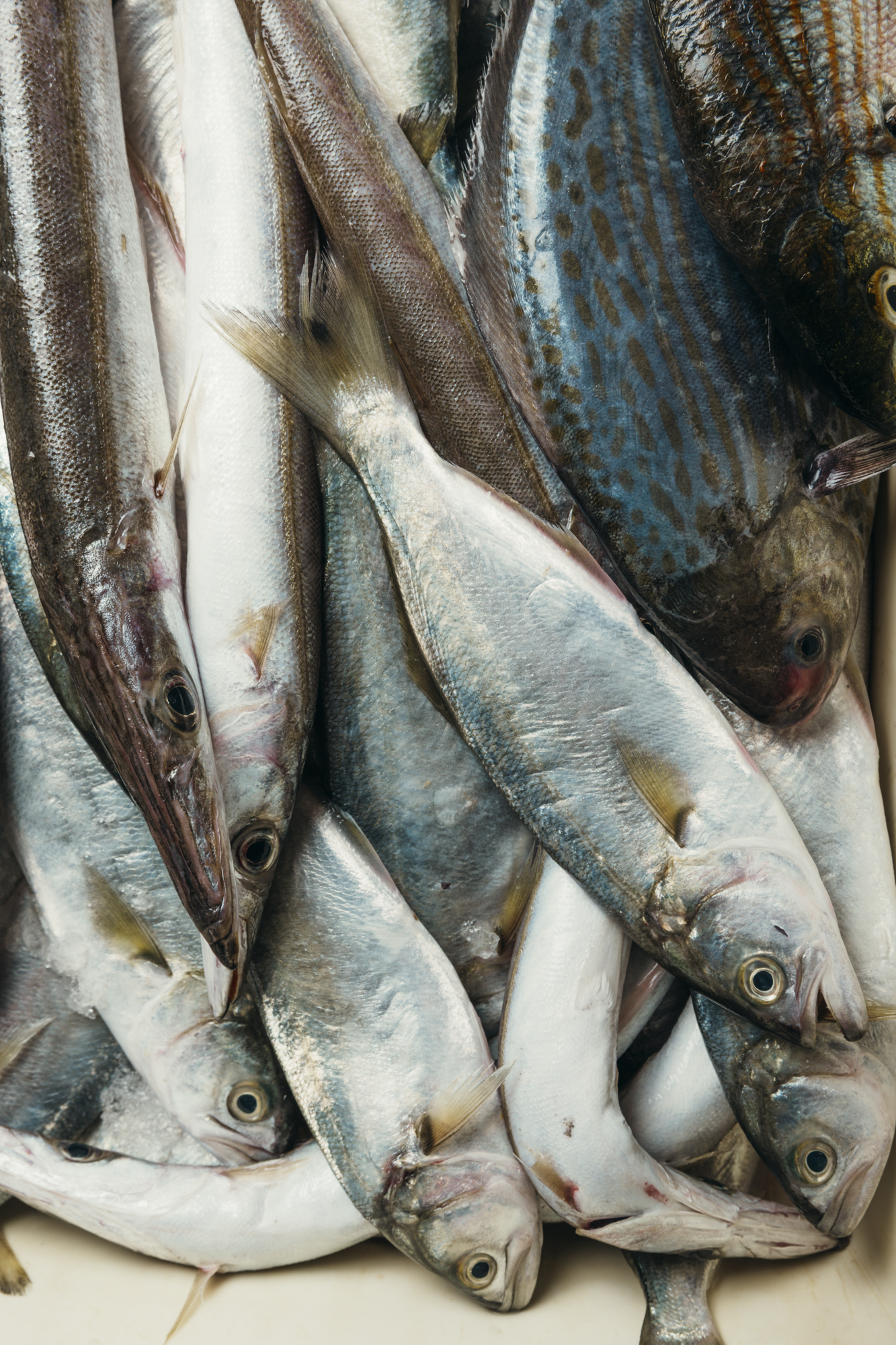 Pesce azzurro e pescato misto del porto di Viareggio